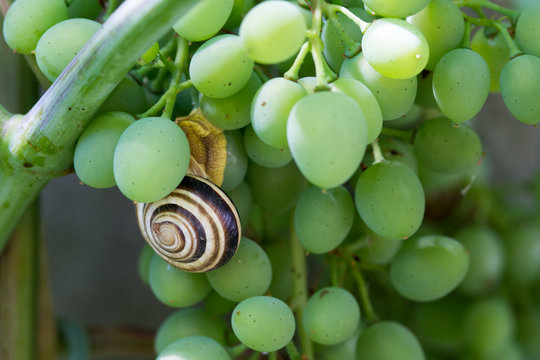Snail on a grape stem, closeup
