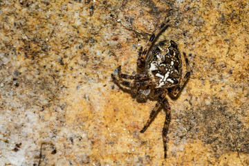 Brown small spider on the wall