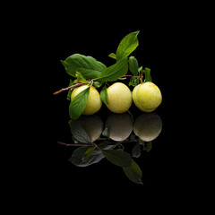 Branch with three green plums on black isolated