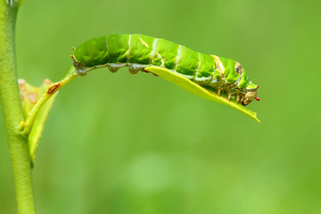 Butterfly caterpillar.