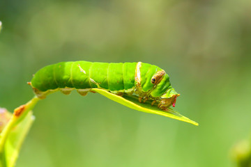 Butterfly caterpillar.