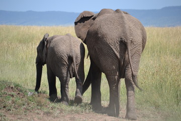 Elephant and baby bottoms