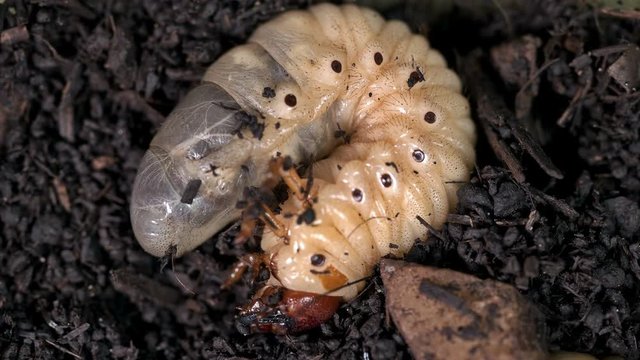 Large insect larva moves paws