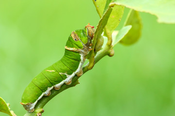 Butterfly caterpillar .