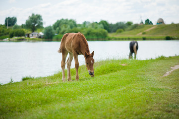 Horse on the field near lake