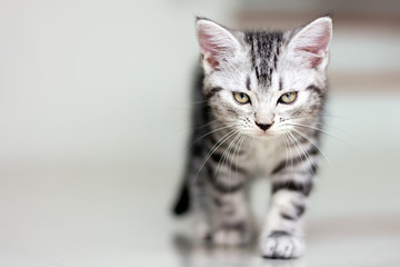 Cute American shorthair cat kitten with copy space