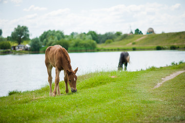 Naklejka premium Horse on the field near lake