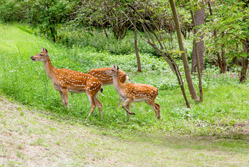 Naklejka na ściany i meble young deers in the forest in summer