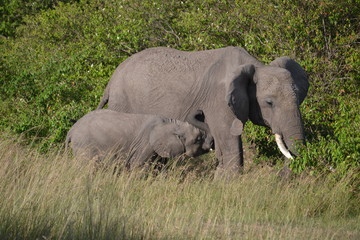 Obraz premium Elephant and calf in Kenya