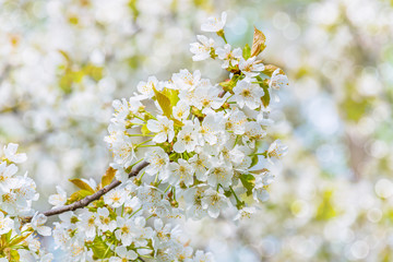 blossoming tree branch on a blurry background of a fruit garden with a bokeh effect