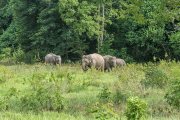 Naklejka na ściany i meble Wildlife of family Asian Elephant walking and looking grass for food in forest. Kui Buri National Park. Thailand.