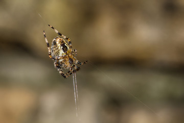 Brown small spider