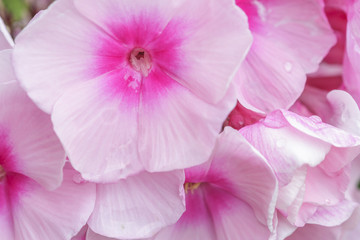 Blumen im Garten im Sommer