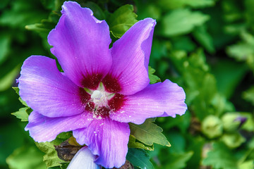 Purple hibiscus flower © nedomacki