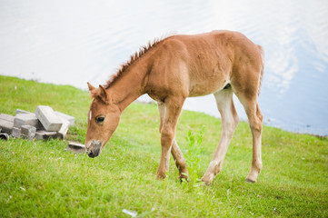 Horse on the field near lake