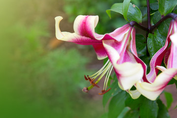 Lily flowers isolated on a green .