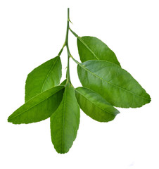 Lime leaves isolated on white background