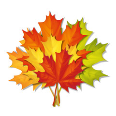 A bouquet of autumn maple leaves of different colors. Vector realistic illustration. Elements for the design of autumn cards.