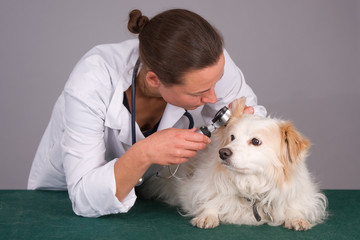 Veterinarian looking examining a dog's ear with an otoscope
