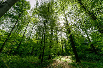 Obraz premium Im Teutoburger Wald