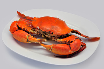Serrated giant mud crab in white plate on white background