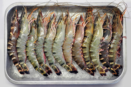 Grilled Tiger Prawns In A Tray Of Ice On A White Background