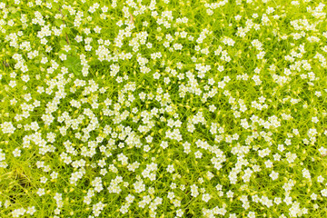 Background of a ground cover plant with small white flowers. Sagina