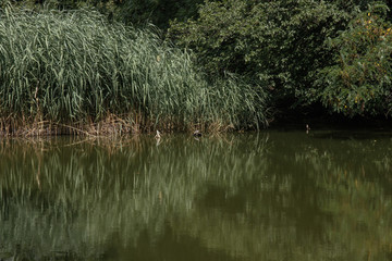 malerischer Teich mit Schilfrohr am Ufer