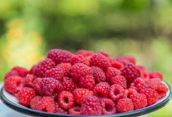 Harvest raspberries on blurred green background. Bright crimson berries.