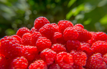 Harvest raspberries on blurred green background. Bright crimson berries.