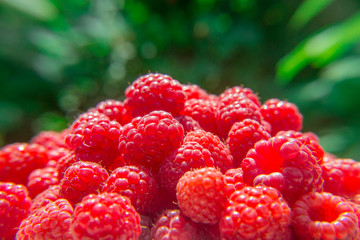 Harvest raspberries on blurred green background. Bright crimson berries.
