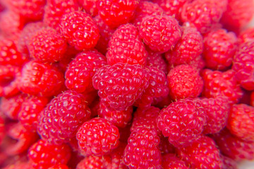 Lots of ripe raspberries. Bright crimson berries. Harvest.