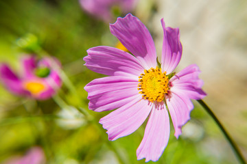Pink cosmos flower close up on blurred background. Decorative garden plant.