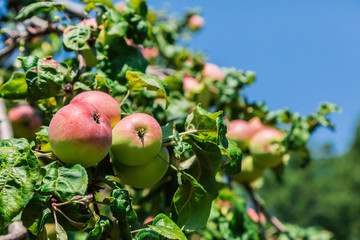 Apples on the branches of a tree against the blue sky.