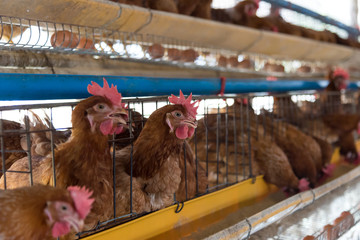 Farm chicken in a barn, hens in cages industrial farm