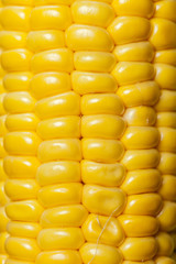 corn background