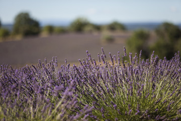Obraz premium Lavender field inProvence