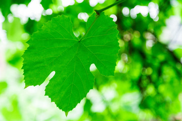 Fototapeta na wymiar Green vine leaf closeup on blurred background. Texture.
