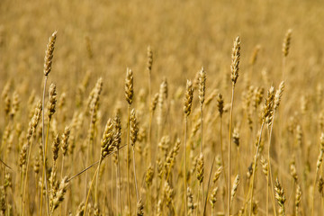 Fototapeta premium Field of ripe golden wheat close-up