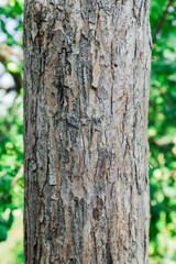 The trunk and bark of an adult tree of Apple. Textured background