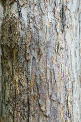 The trunk and bark of an adult tree of Apple. Textured background