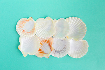Fototapeta na wymiar seashells on a bright background