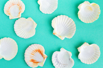 seashells on a bright background