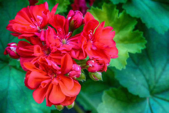 Red garden geranium flowers