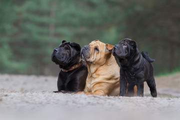 Shar Pei Familie