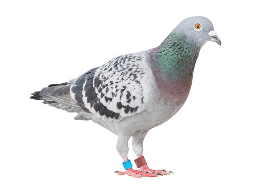 full body of homing speed racing pigeon isolated white background