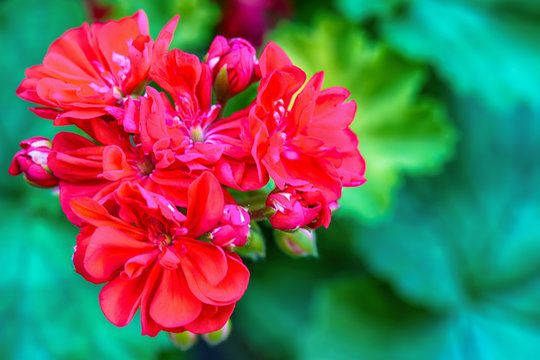 Red garden geranium flowers