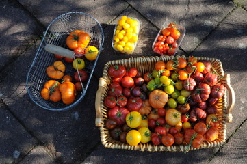 Herrliche Tomatenernte aus eigenem Anbau  im Sommer
