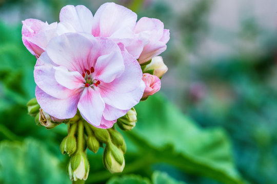 White garden geranium flowers