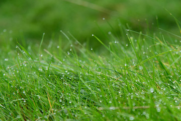 dew drops on grass